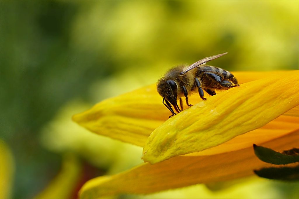 honey bee