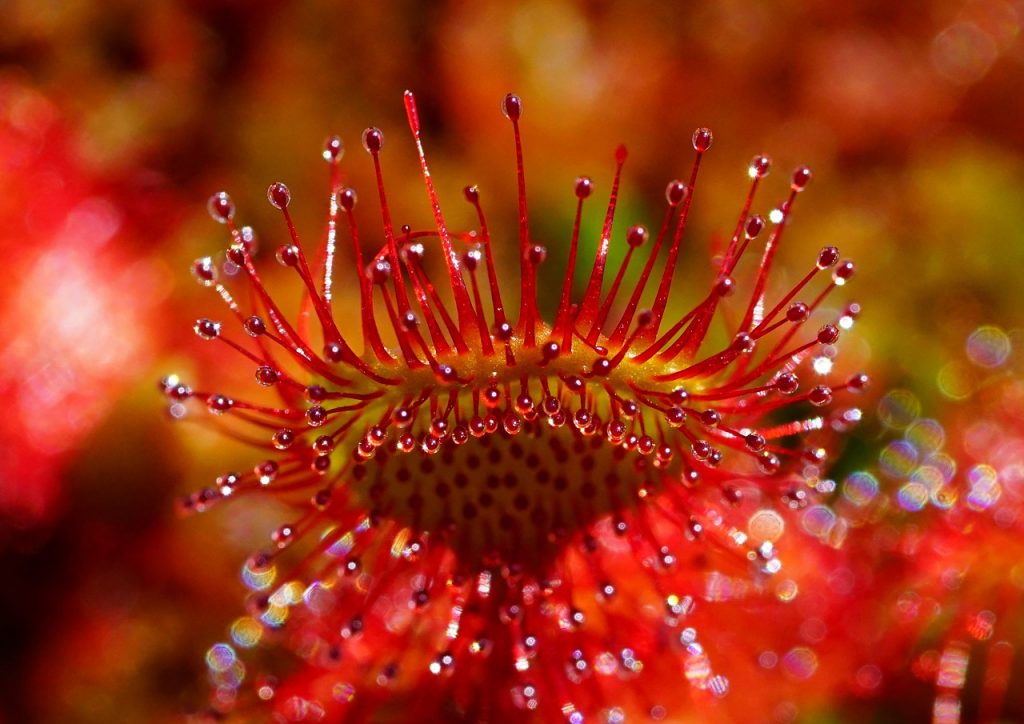 Drosera-plant